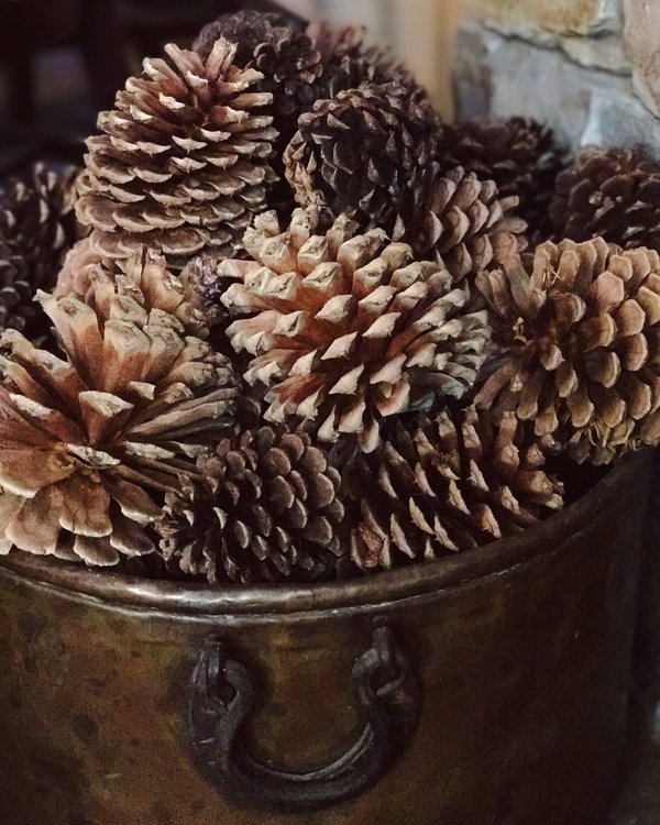 Quelle est la contribution des ciné-clubs à la culture cinématographique ?